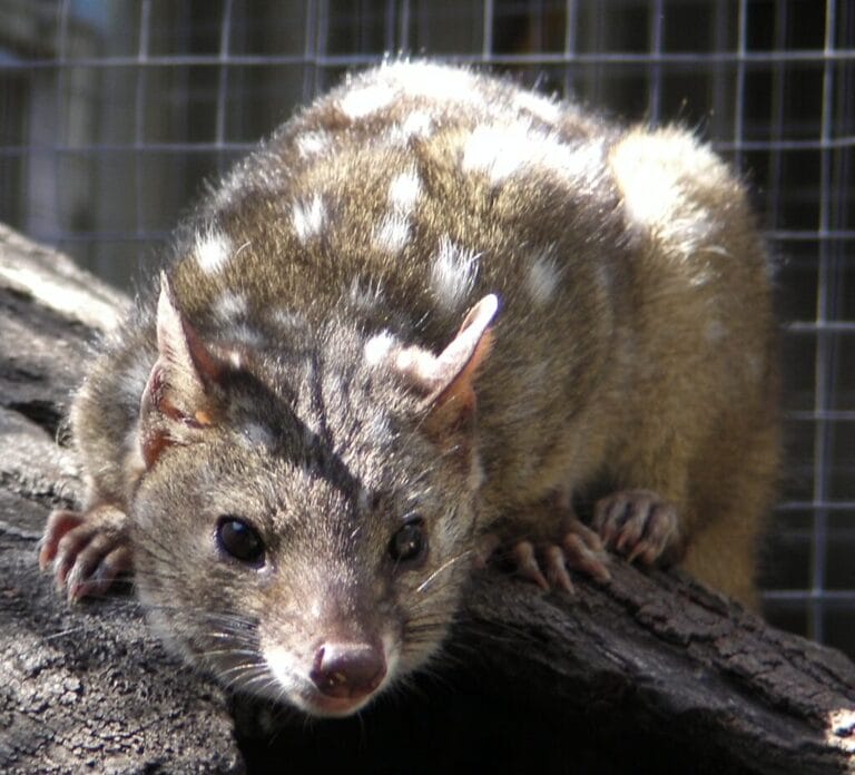 Gang finds unusually spiky creatures in nest – takes a closer look and jaws drop when they realize what kind of animals they are