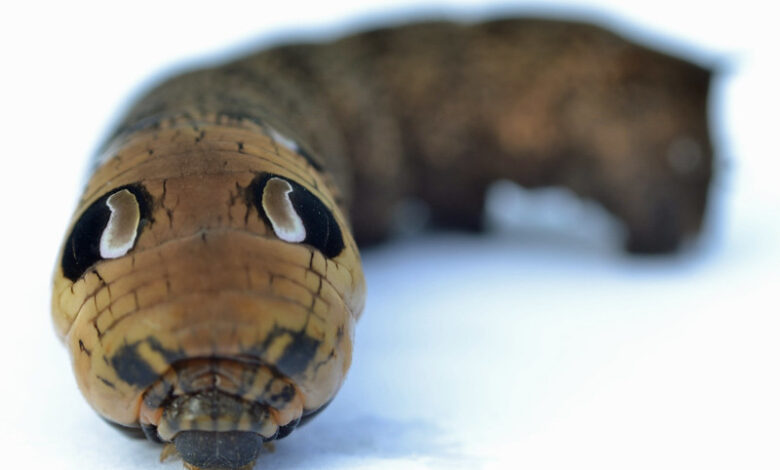 What on Earth is this? Woman discovers creepy ‘snake’ with two heads in her garden