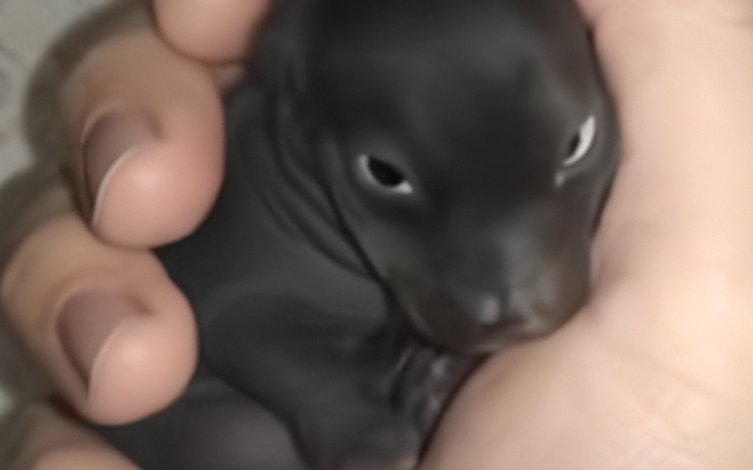 Man brought home a strange creature from the forest A year late he was shocked by what had grown out of it