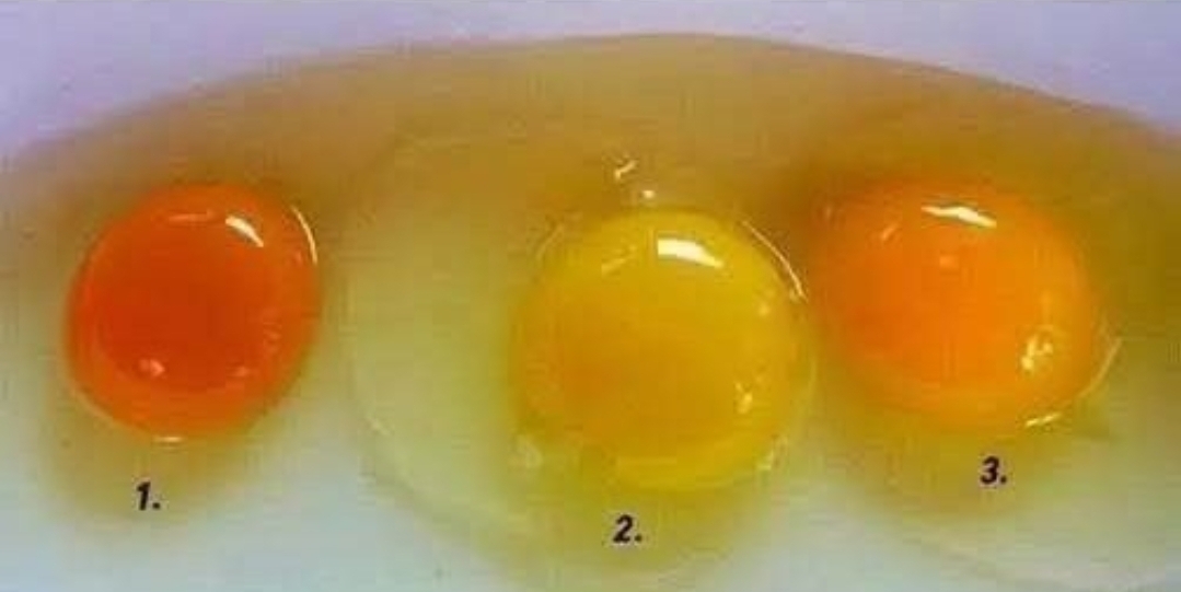 How to Tell If an Egg Came from a Healthy Chicken: 6 Signs of Superior Quality