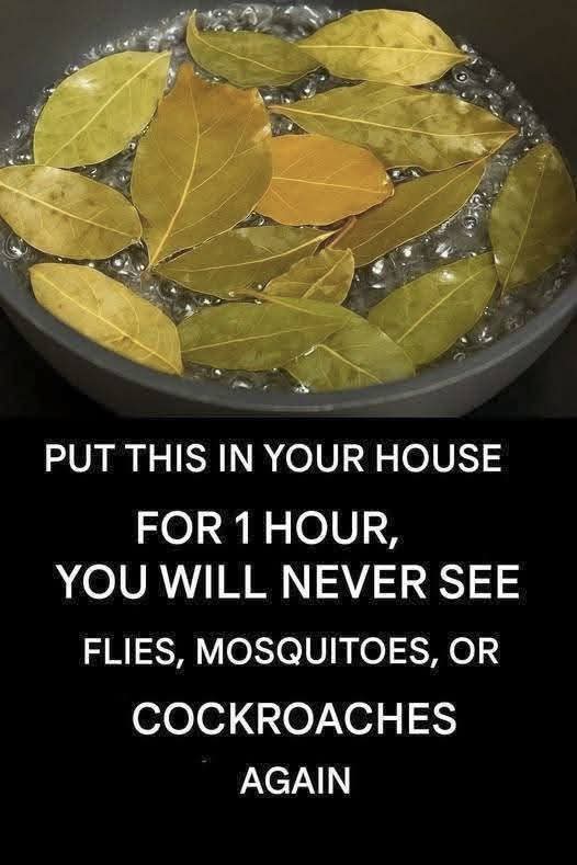 Say goodbye to flies, mosquitoes and cockroaches boiling these leaves