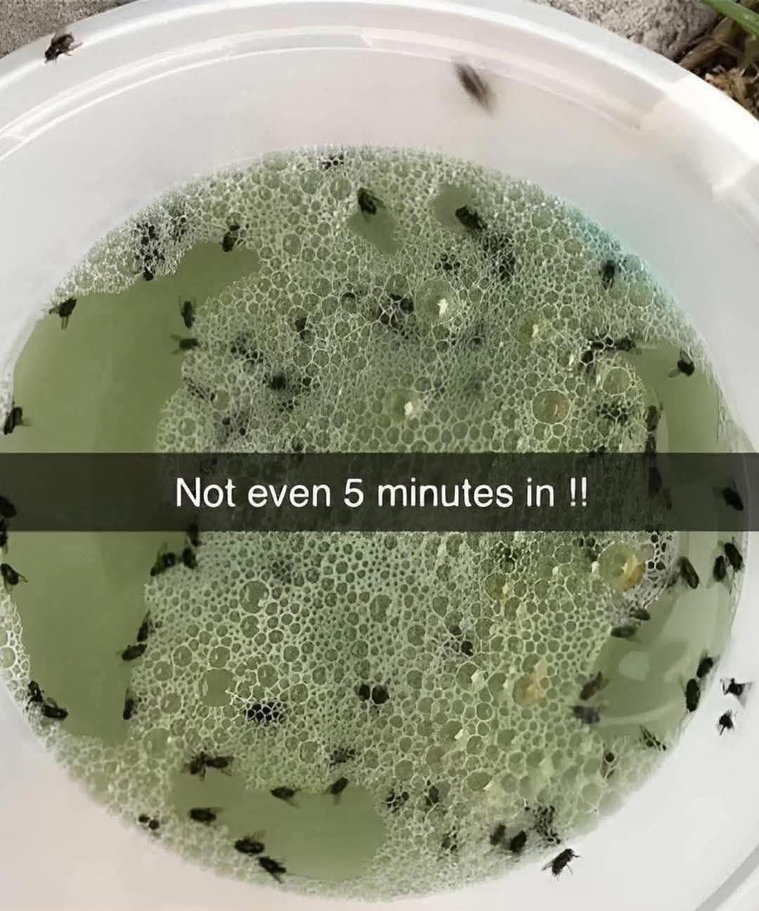 Say Goodbye to Annoying Bugs with this Homemade Pest Repellent