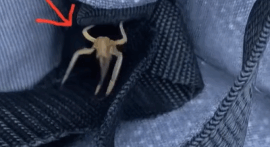 What Are These Strange Objects on My Car? The Surprising Truth Revealed…
