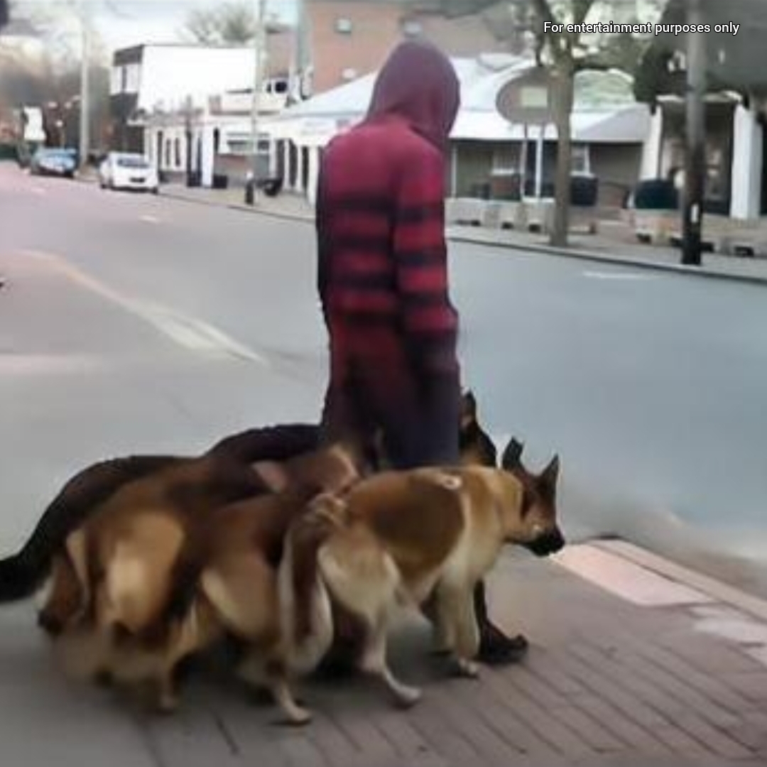 The Man with the Dogs: A Chilling Encounter That Left Everyone Speechless