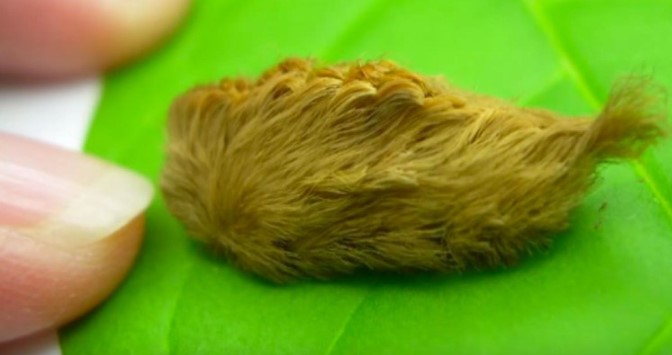 After sitting on a bench, they noticed a strange little creature completely covered in fur