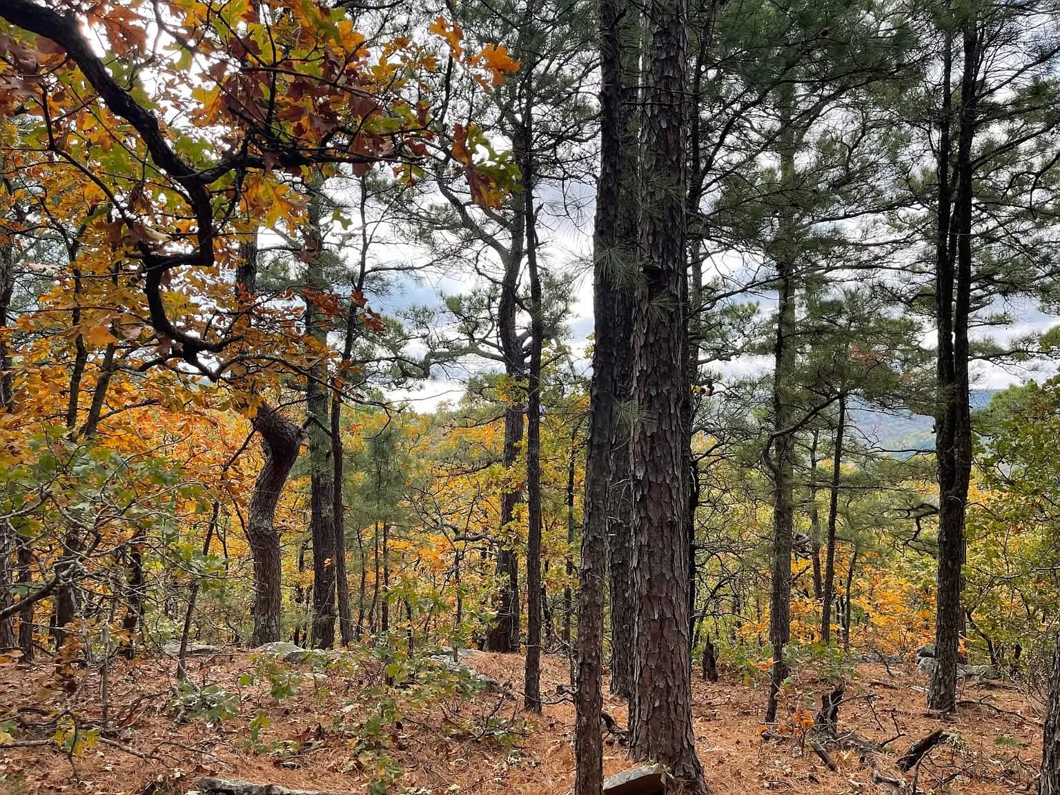 40 Peaceful Acres of Mountain Views