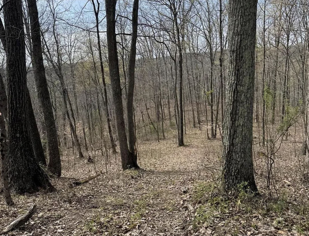 37.1 Acres of Rolling Wooded Land Perfect for Cabins
