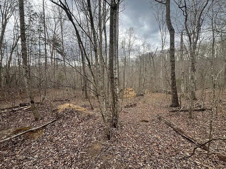 7.33-Acre Private Buildable Retreat with Cabin