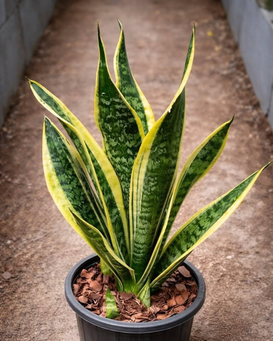 If you have this plant in your house, then you have…