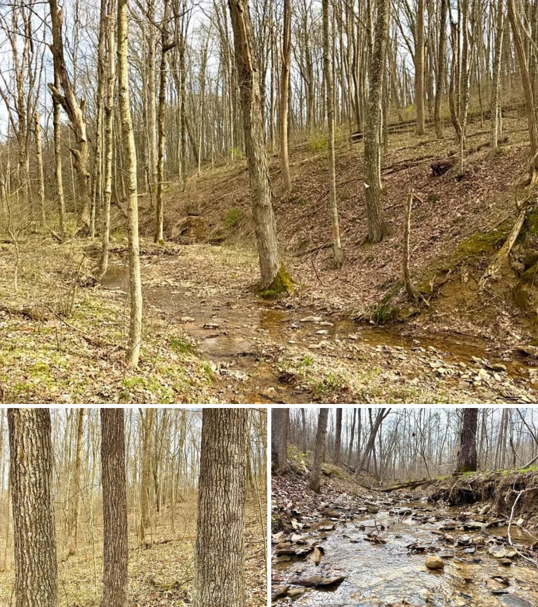 146.76 Acres Secluded Timber & Creek Property with Rolling Terrain and Strong Wildlife Habitat