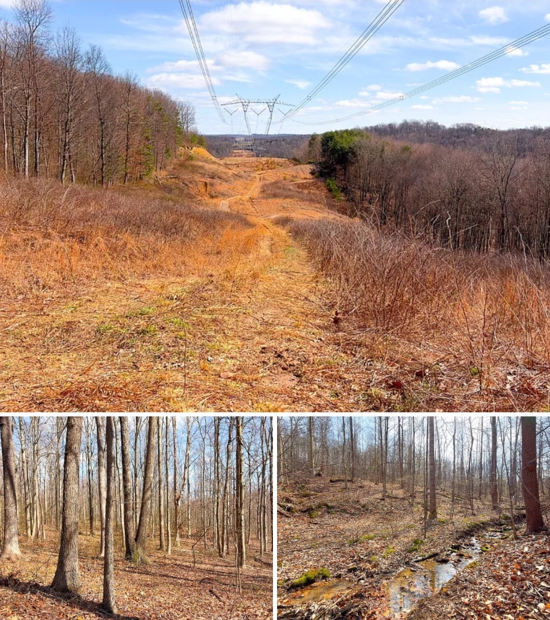 213 Acres Prime Hunting & Recreational Land with Timber, Trails & Endless Potential