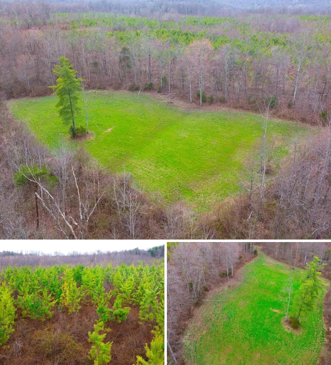 211.7-Acre Hunting & Recreational Land with Trophy Whitetail Habitat, Timber & Multiple Access Points